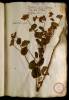  Fol. 11 

Perfoliatum vulgatus Lobell. flore luteo, folio umbilicato. Perfoliata Dodonaei. Cacalia Diosc. quibusd.